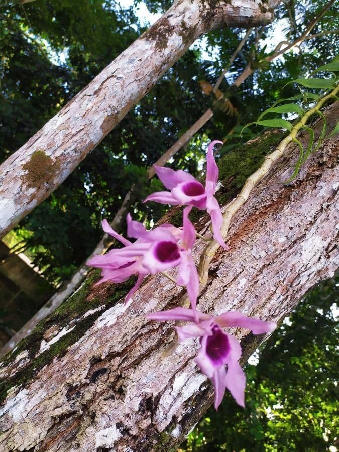 Dendrobium 2