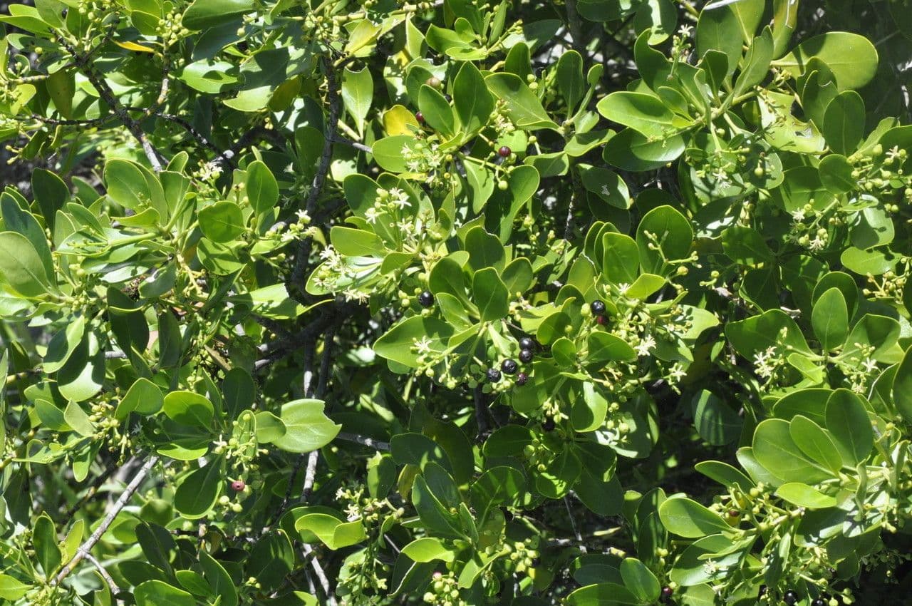 Erithalis fruticosa 13