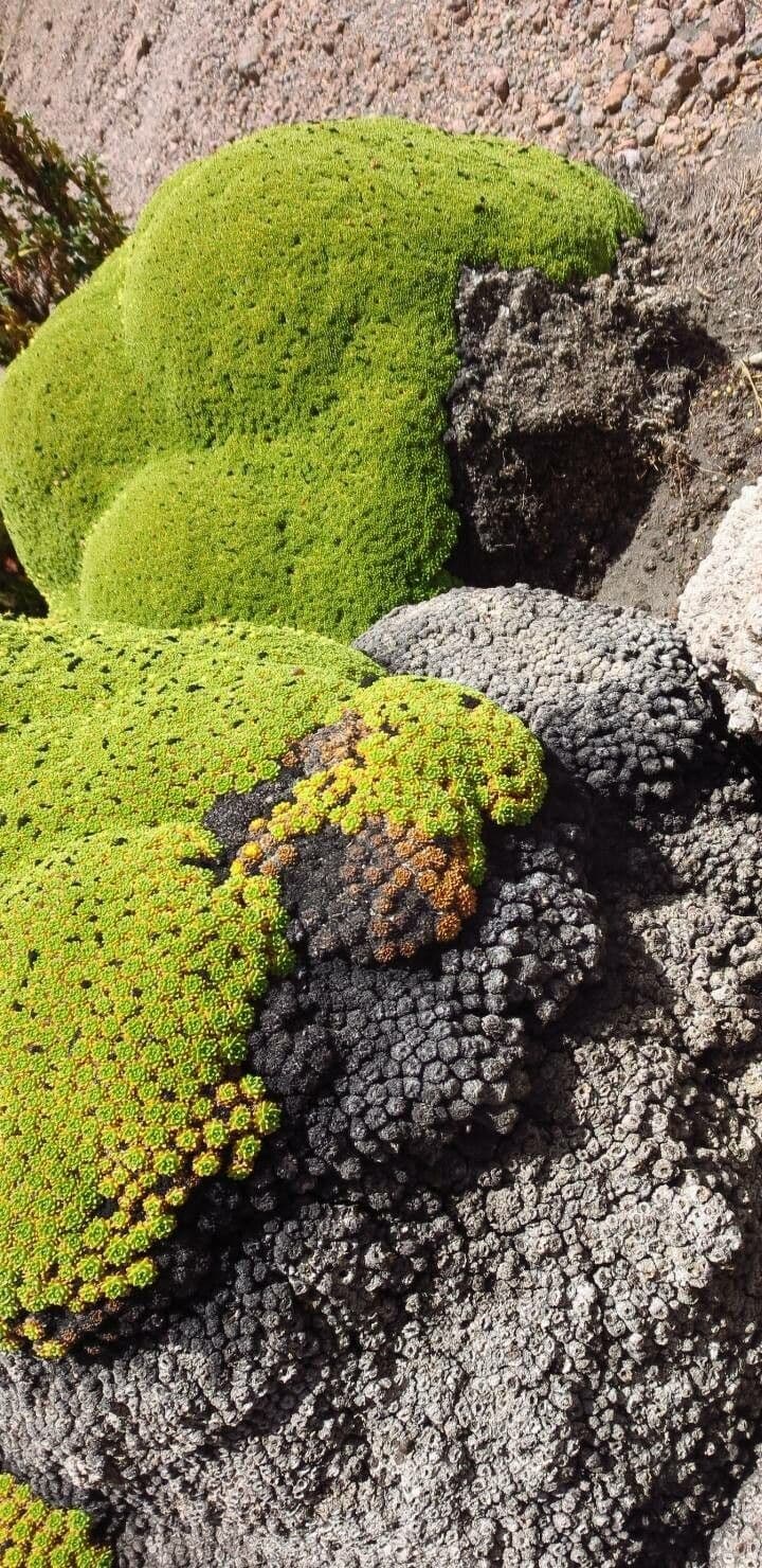 Pycnophyllum 11