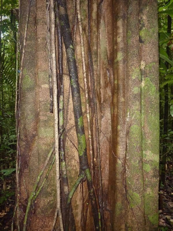 Aspidosperma 2