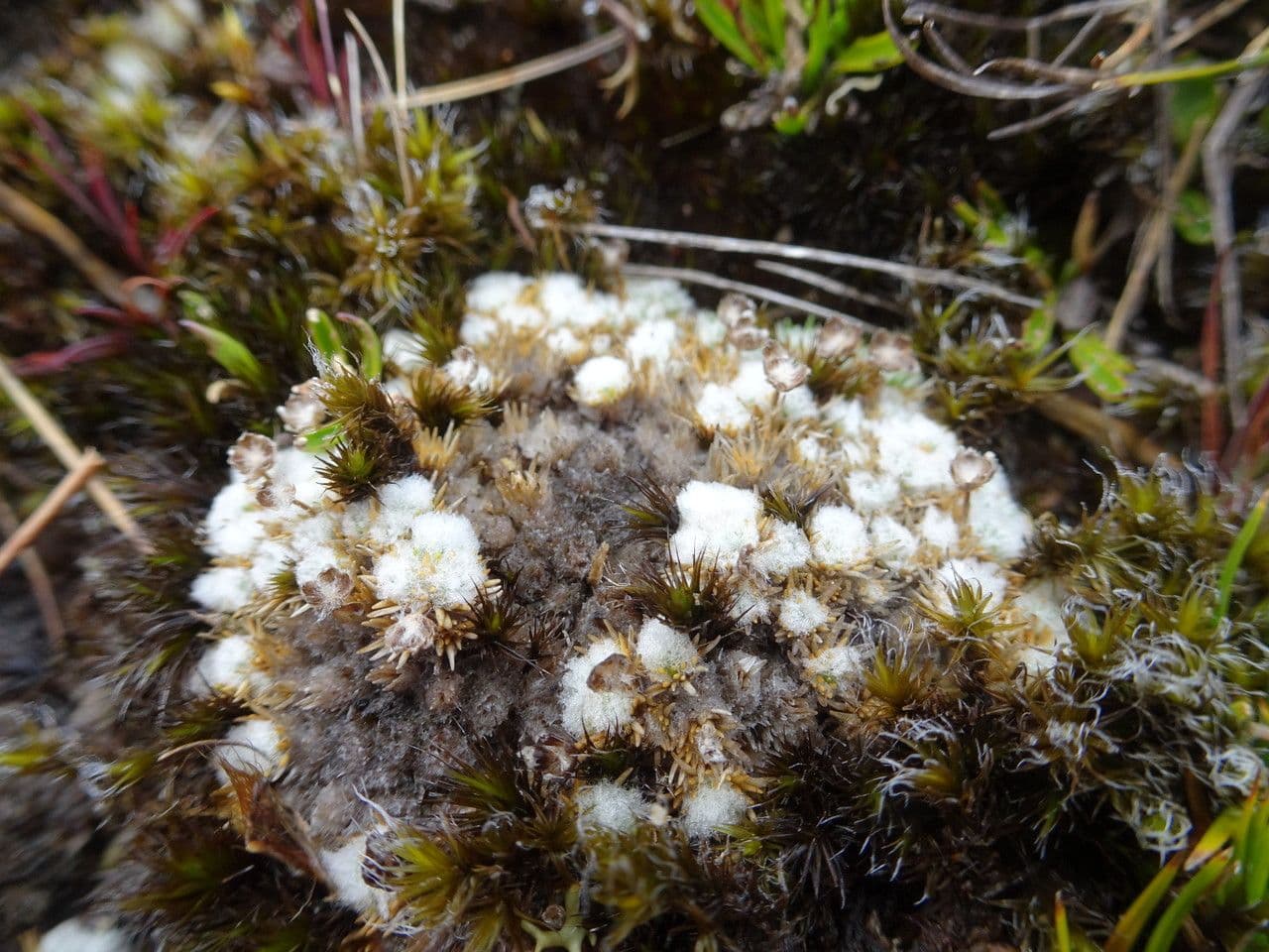 Paepalanthus 9