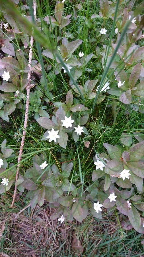 Trientalis 13