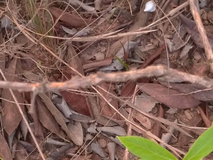 Campomanesia 10