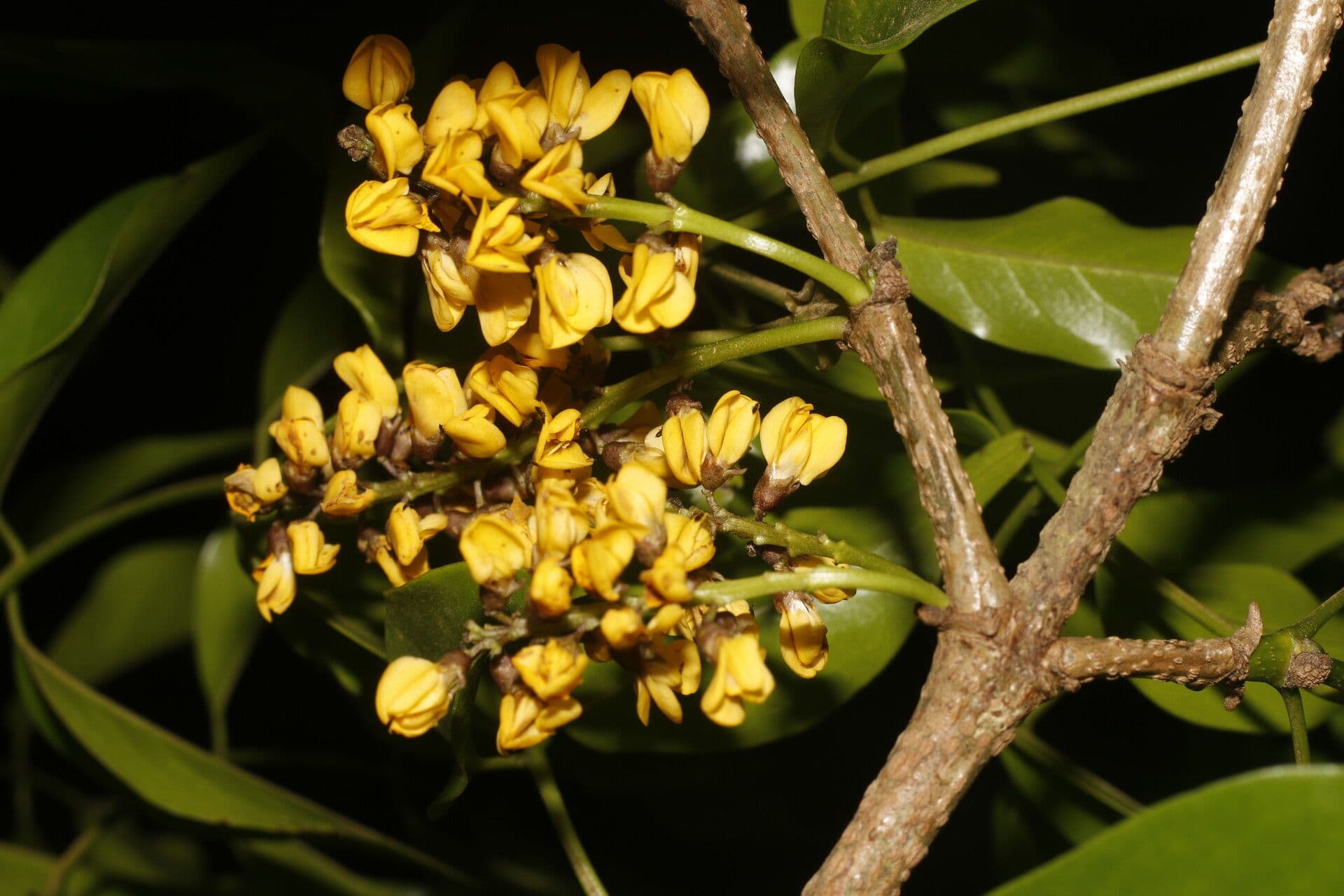 Platymiscium 2