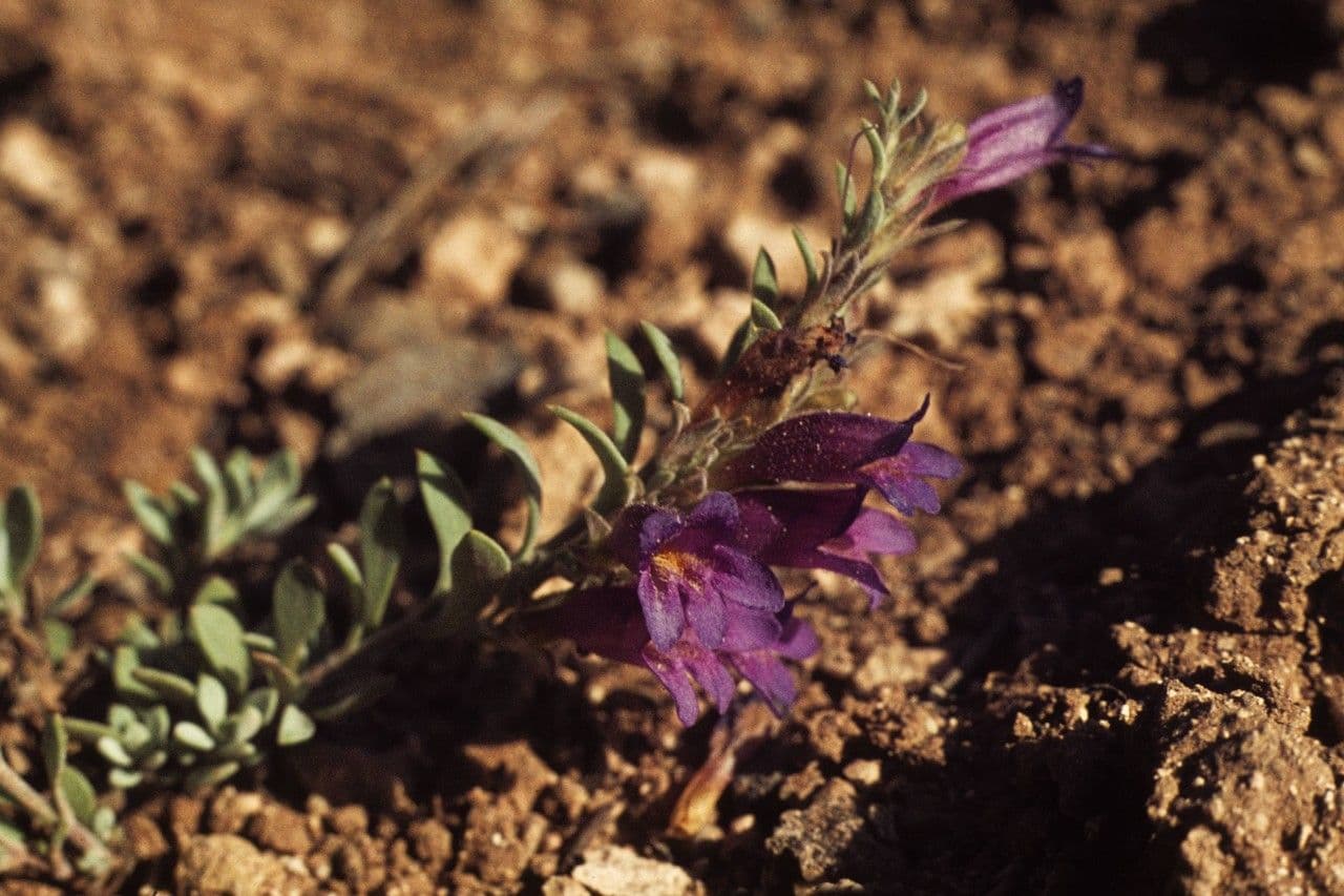 Penstemon 3