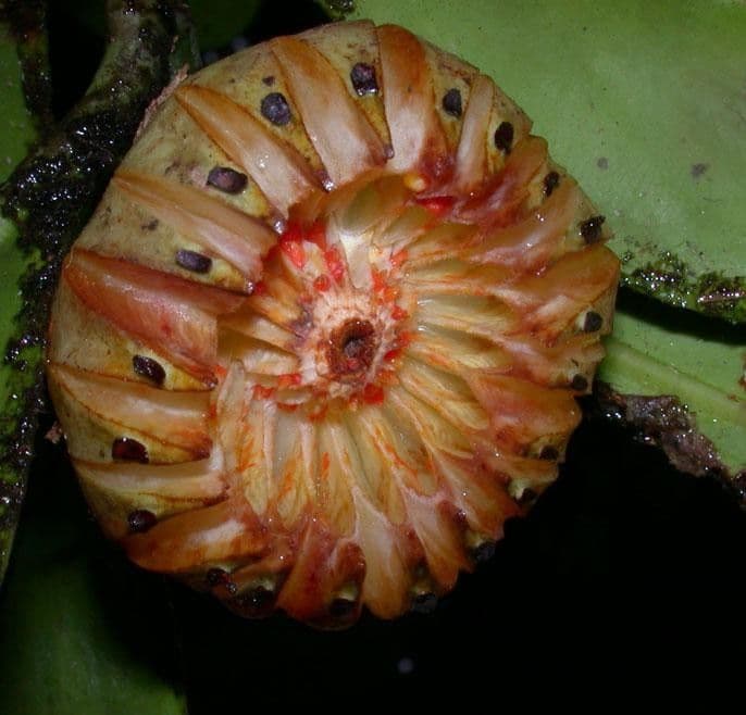 Clusia gialla 15