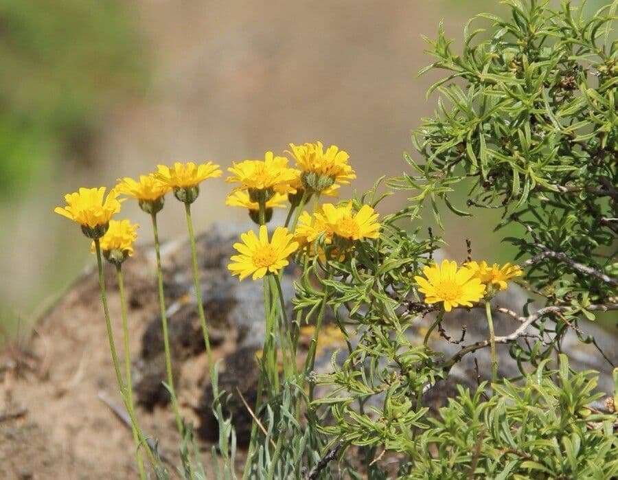 Erigeron 5