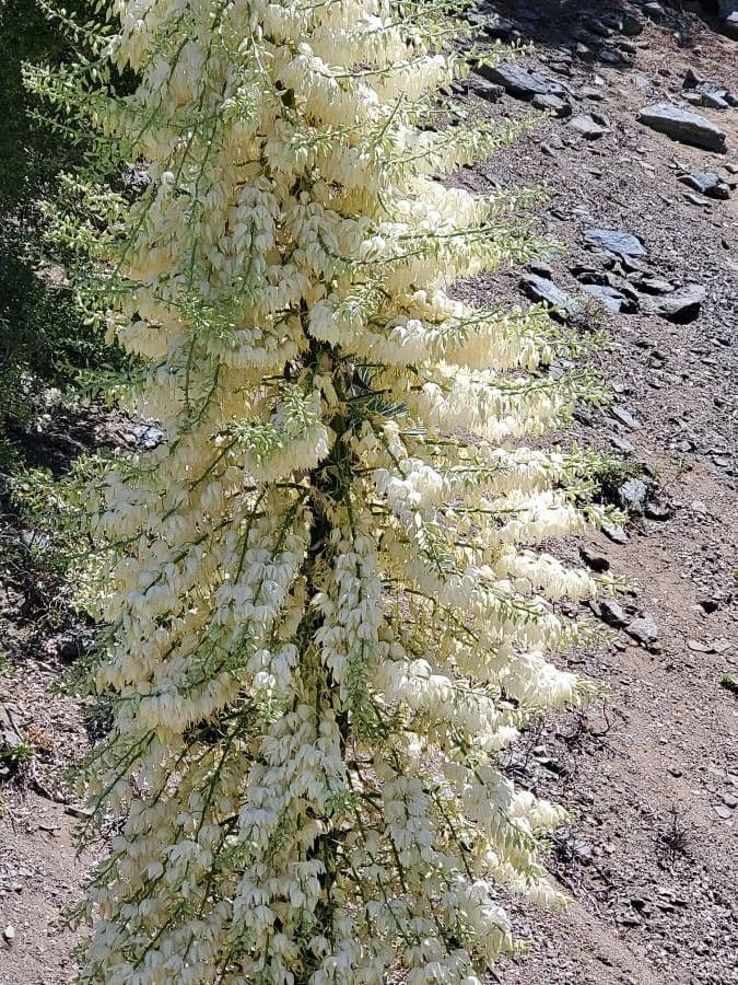 Whipples Yucca 6
