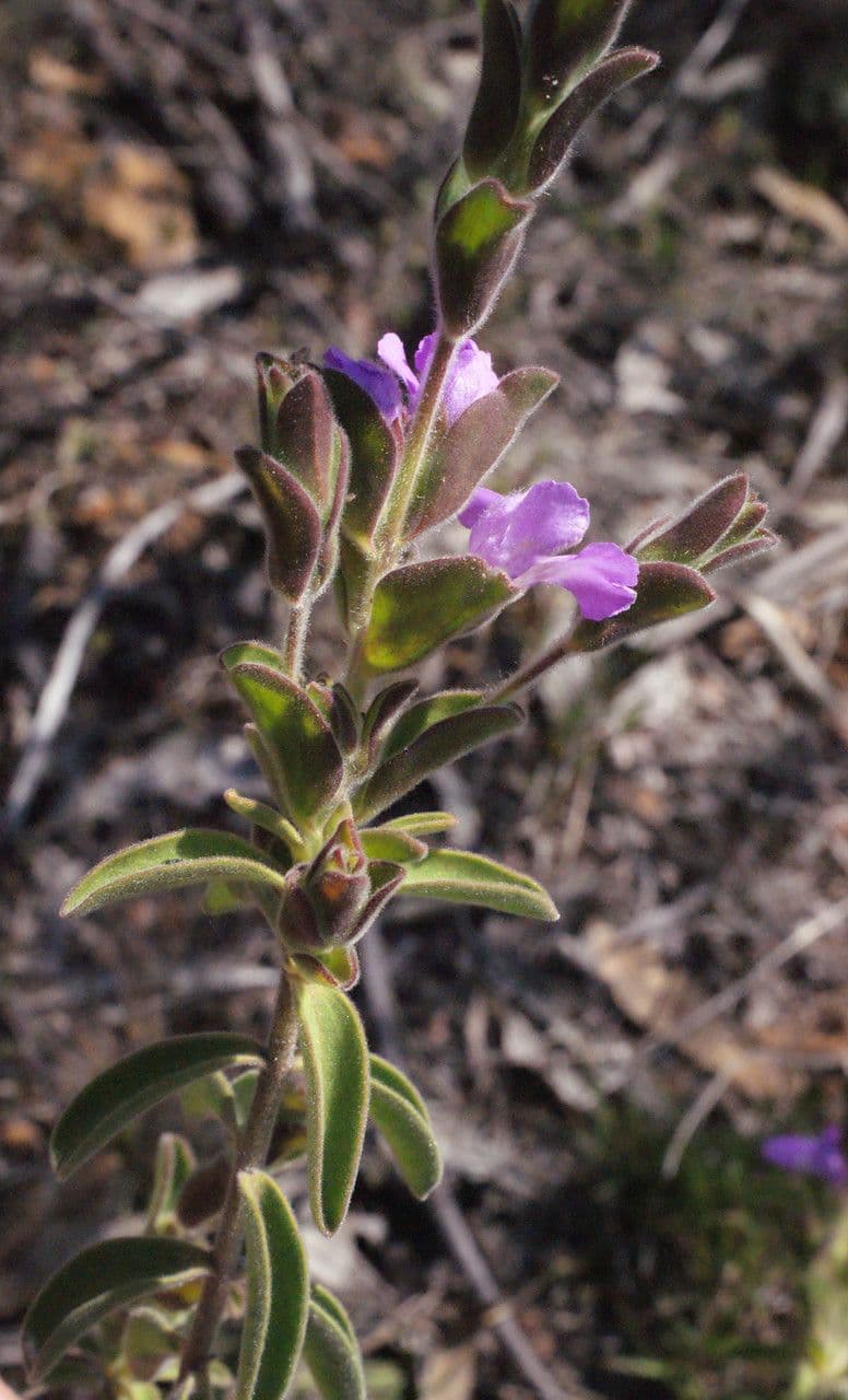 Hemigenia 4