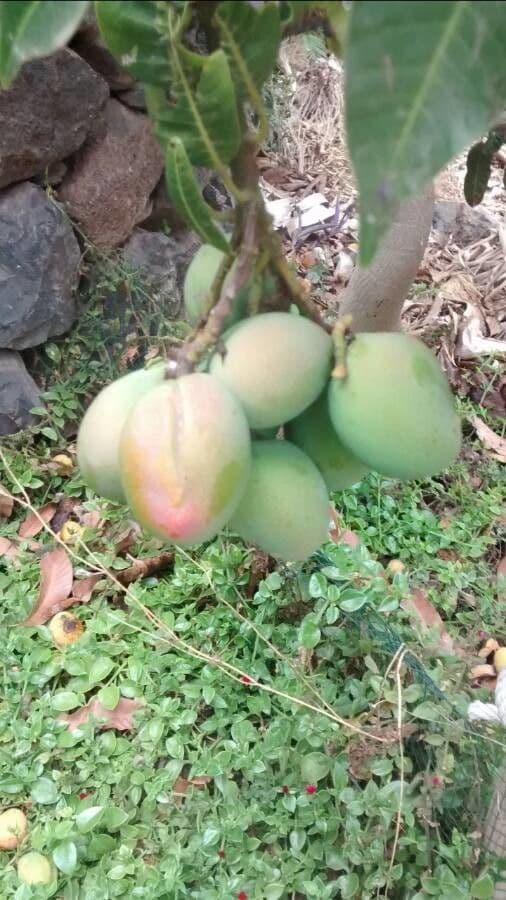 Mango 4