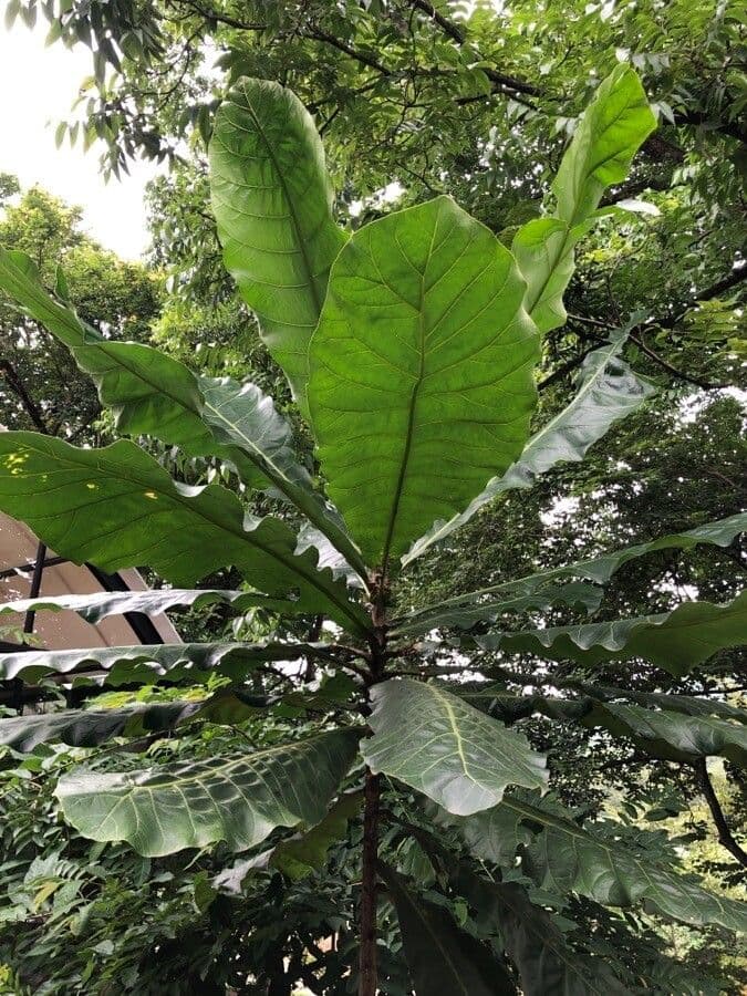 Forest big-leaf 10