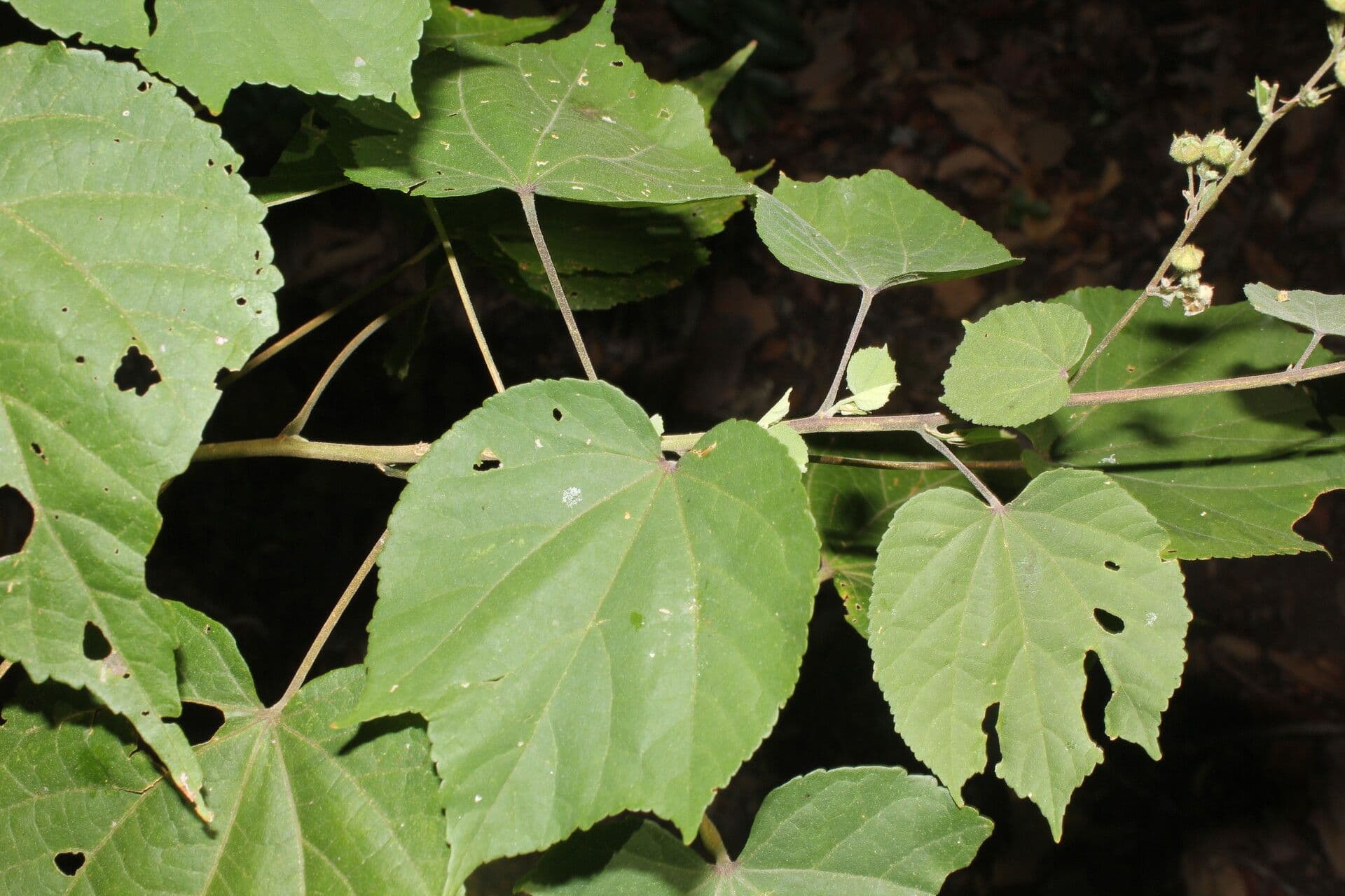 Alosidastrum 8