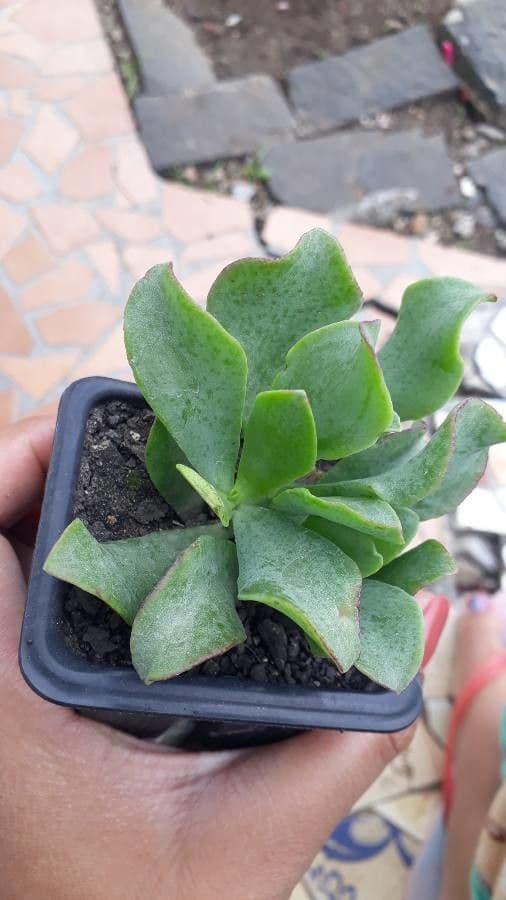 Pianta di giada 11