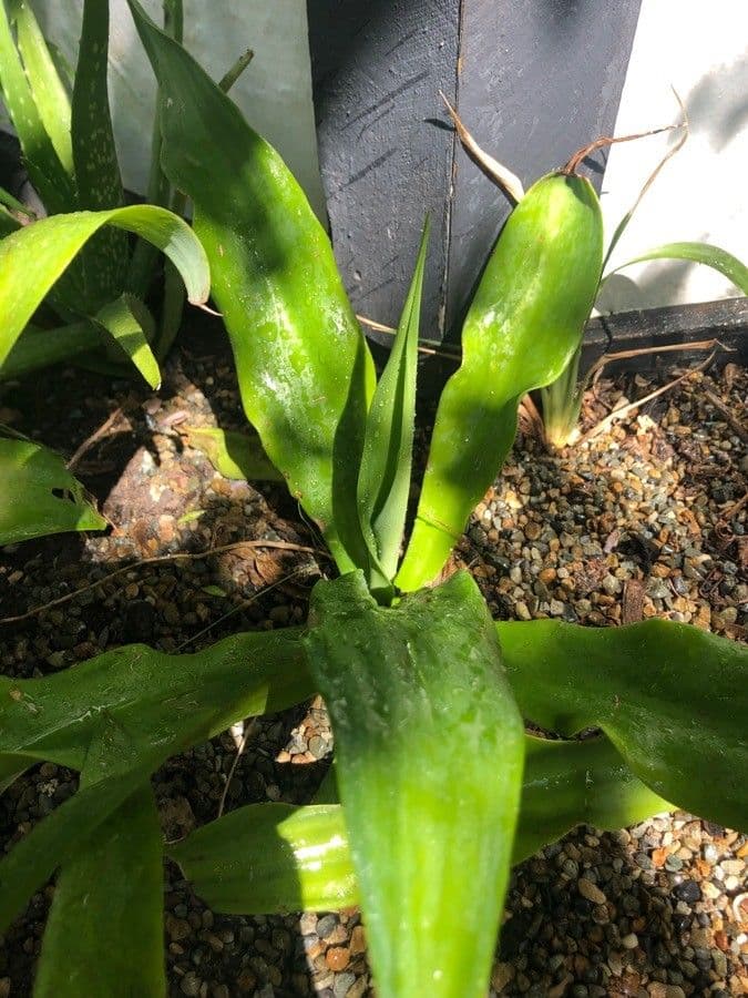 Orchide Uomo Nudo 12