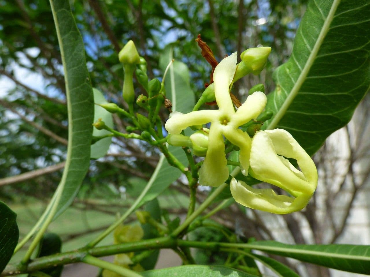 Tabernaemontana persicariifolia 5