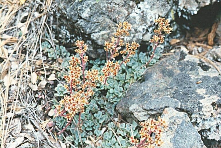 Sedum 10