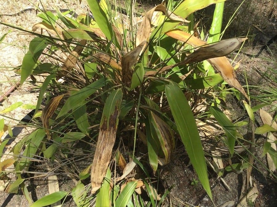 Indocalamus 2
