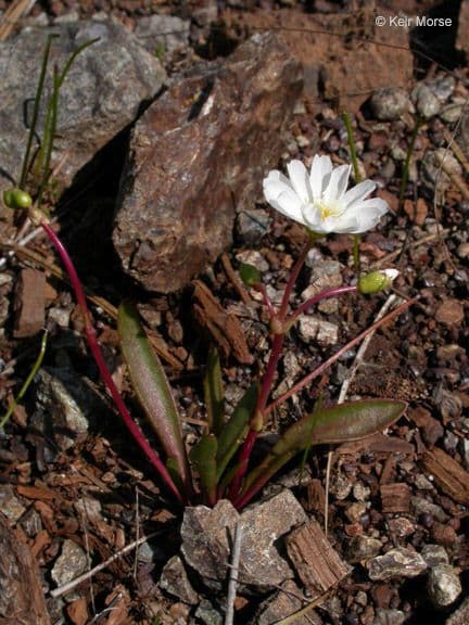 Gegenblatt-Lewisia 5