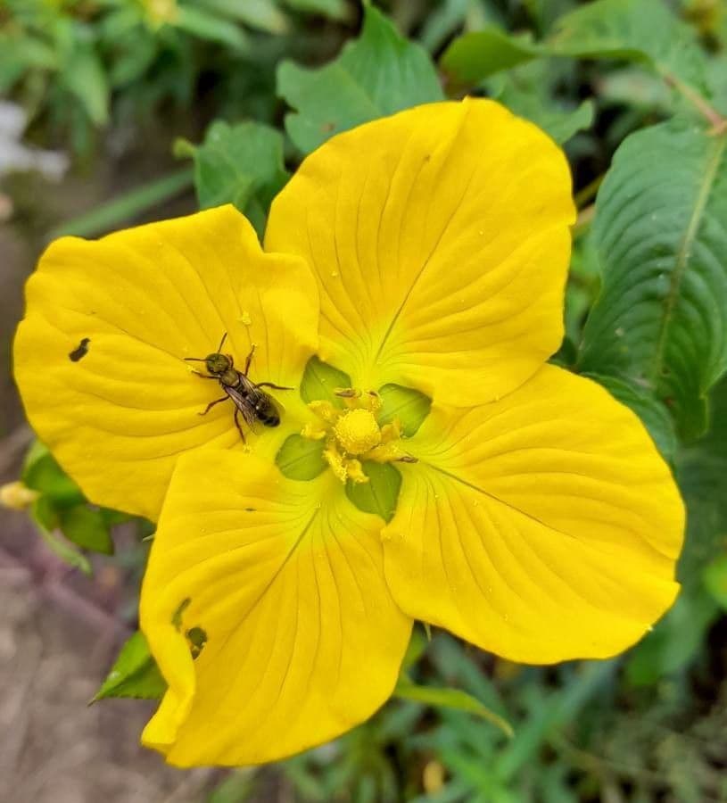 Ludwigia 3