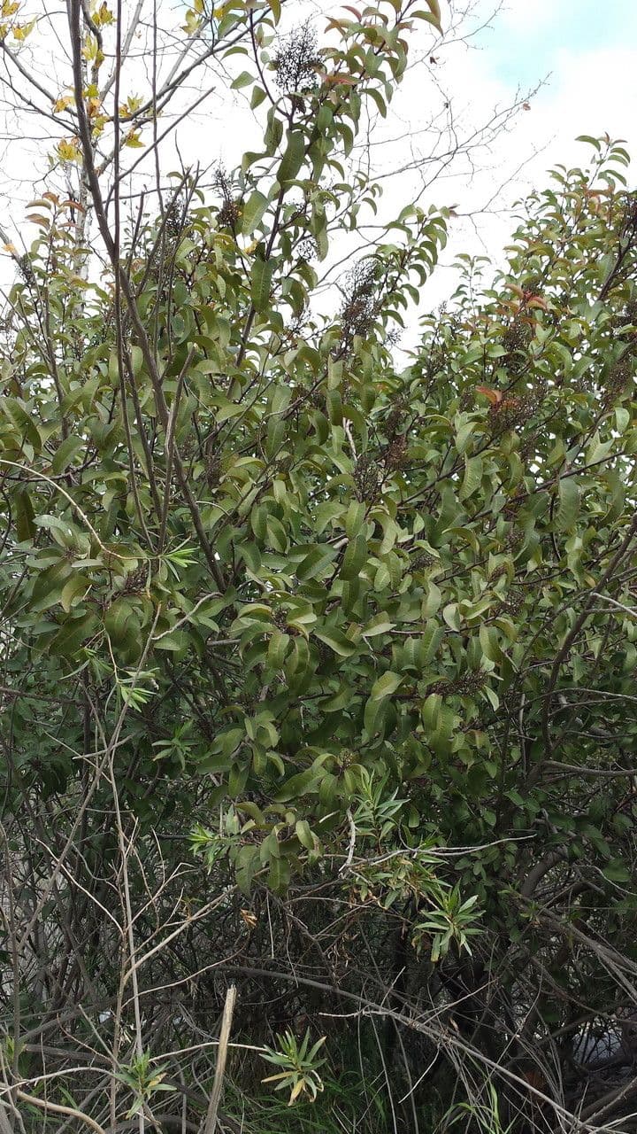 Malosma 12