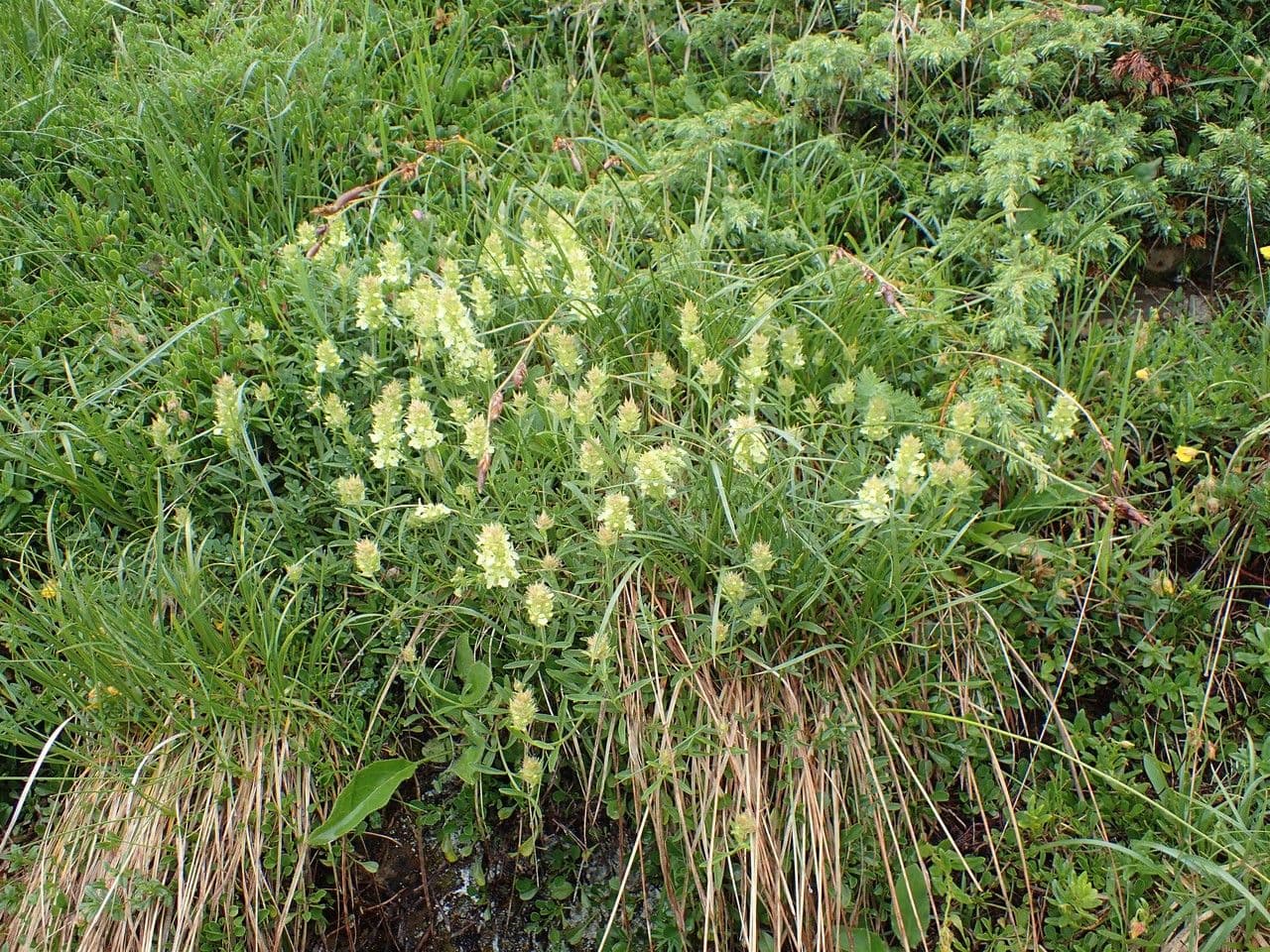 Sideritis hyssopifolia 11