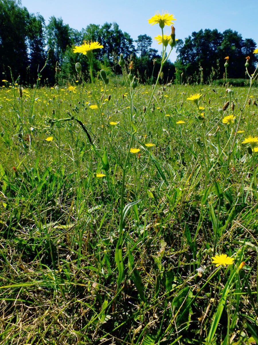 Steifhaariger Löwenzahn 14