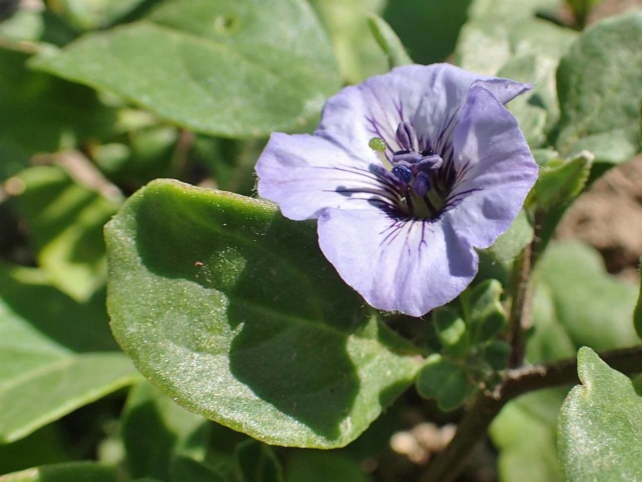 Kriechende Nolane 3