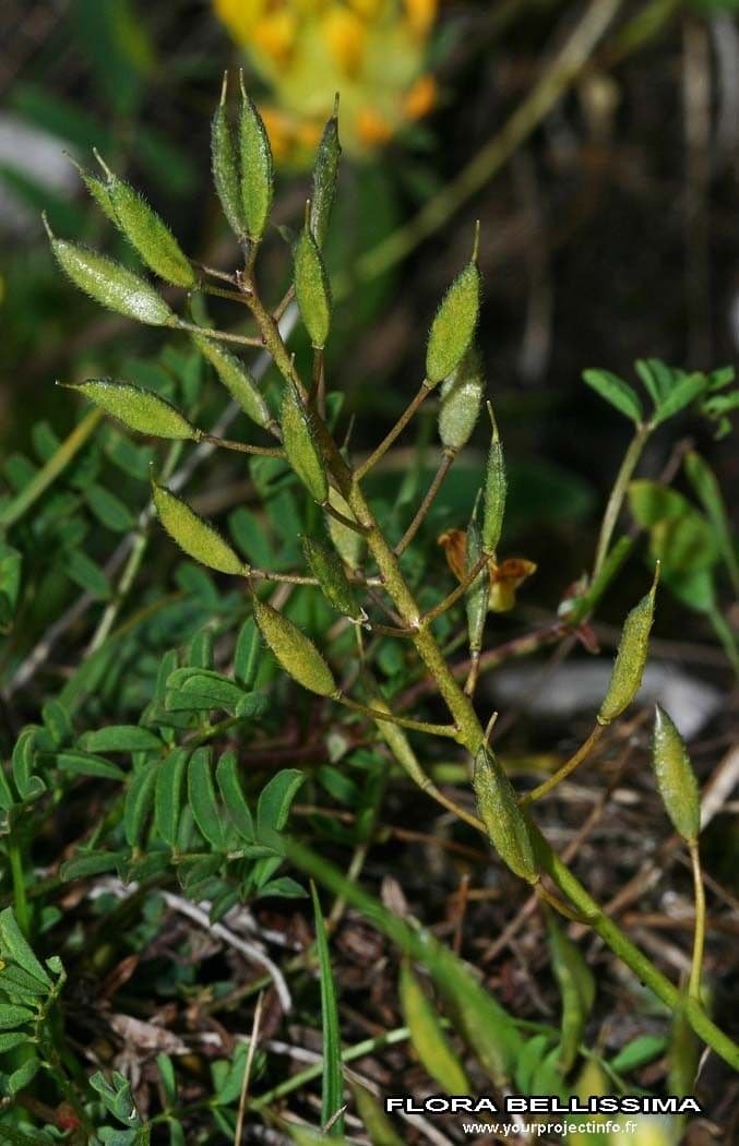 Draba aizoides 3