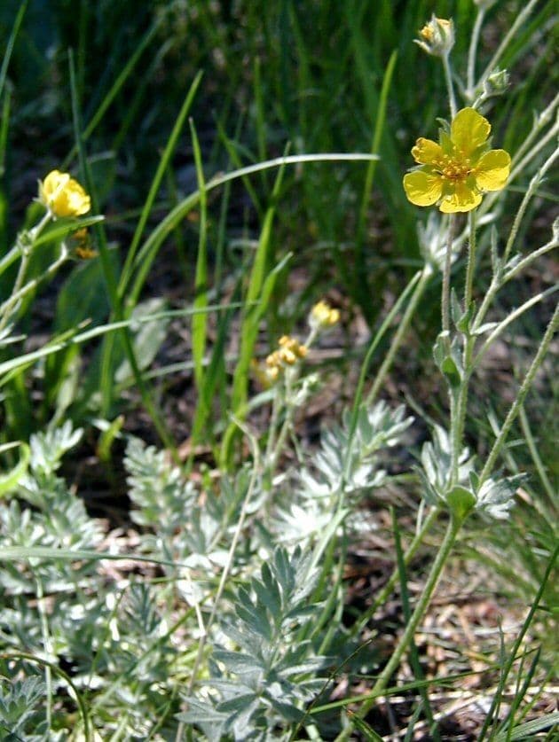 Potentilla di Brewer