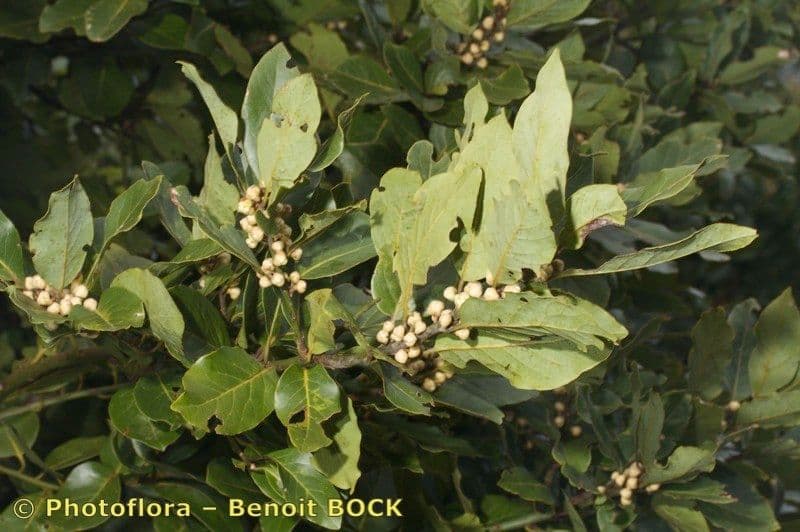 Azorischer Lorbeer 27