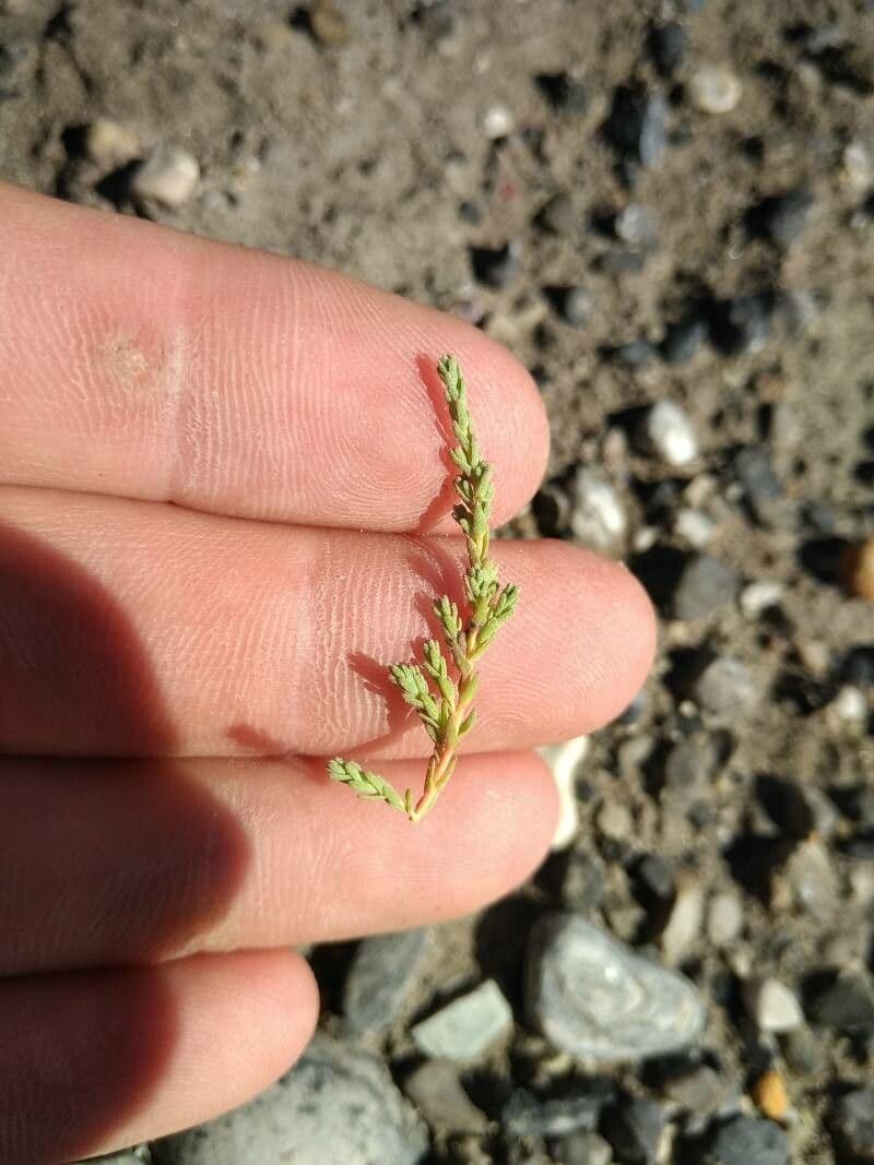 Miricaria germanica 16