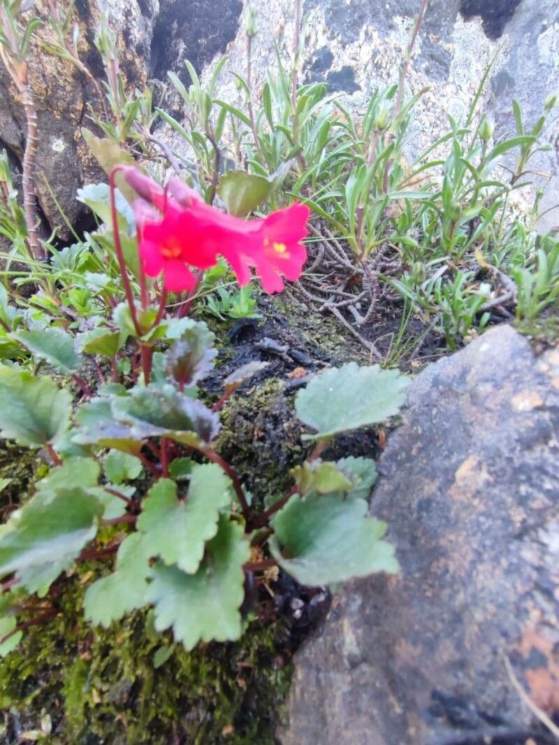 Ourisia 5