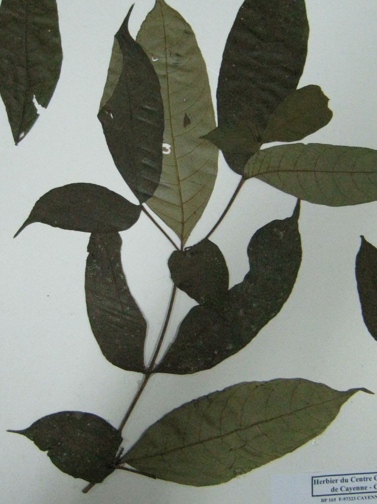 Tabernaemontana