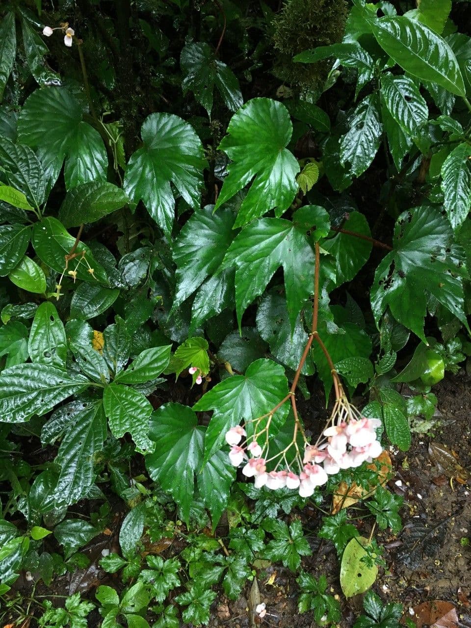 Begonia 13