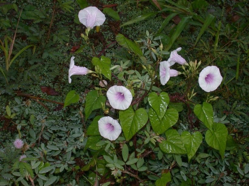 Ipomoea trifida 9