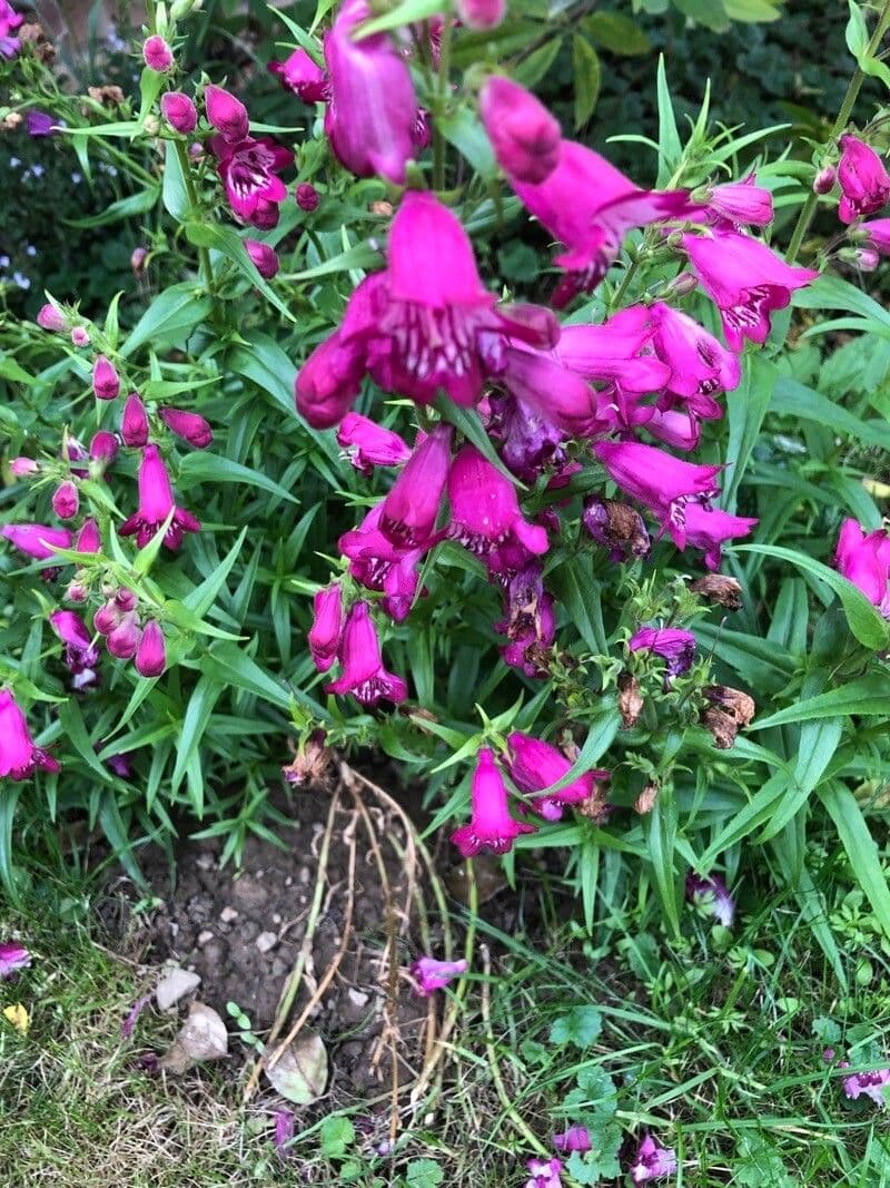 Penstemon 5