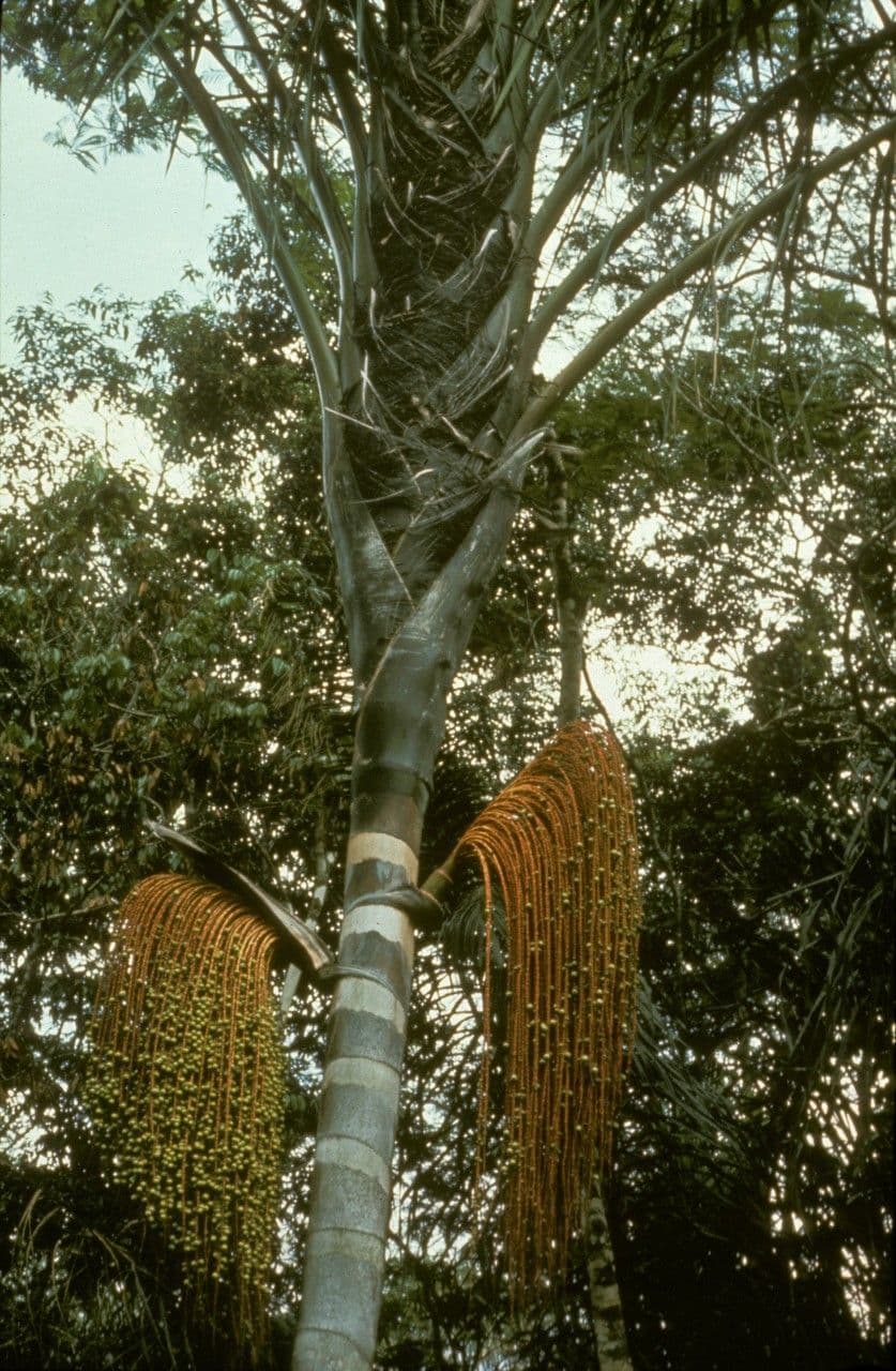 Oenocarpus