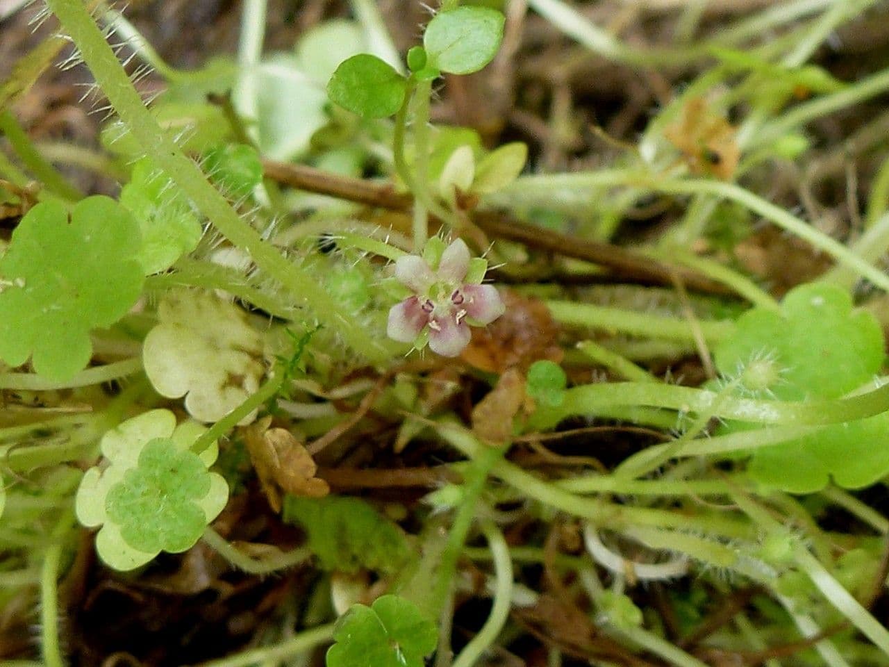 Sibthorpia Europaea 4
