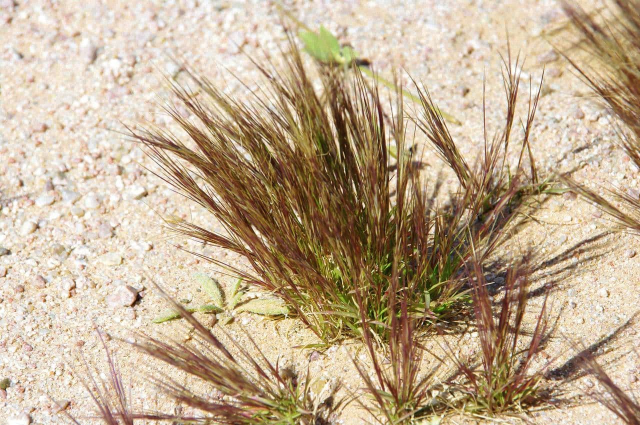 Aristida mutable 2