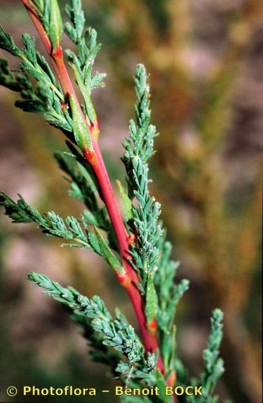 Miricaria germanica 21