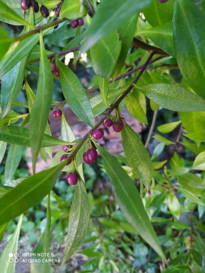 Myoporum laetum