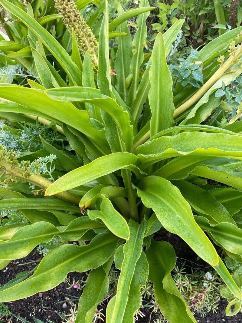 Eucomis 15