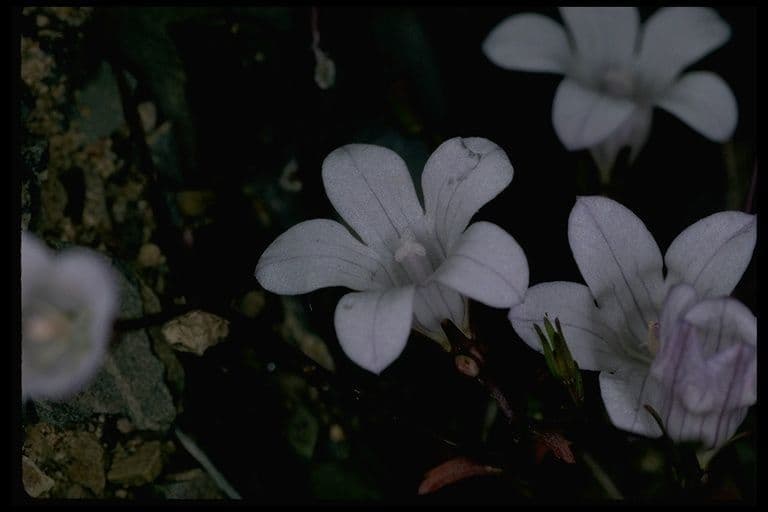 Campanula