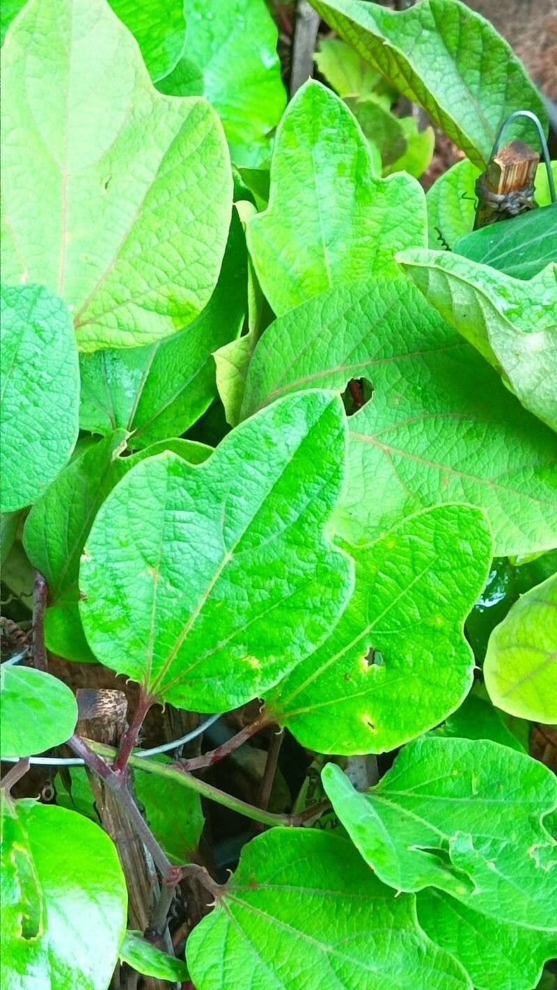 Passiflora 10