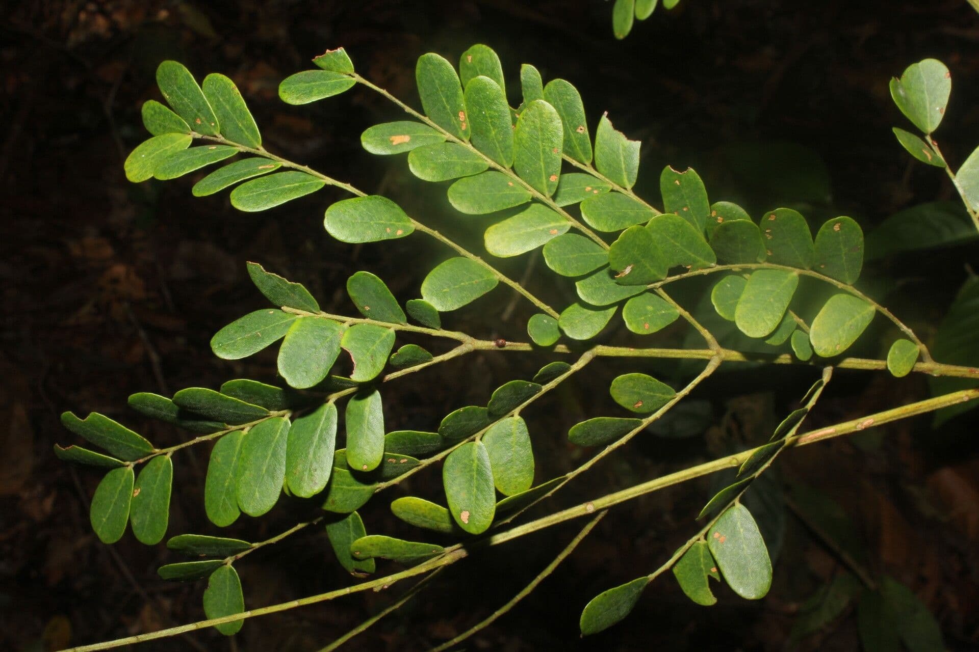 Stryphnodendron 7
