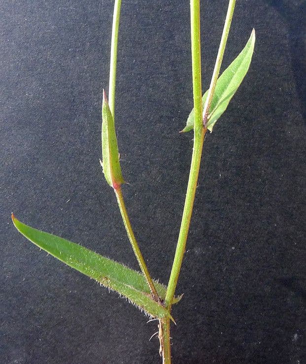Kleinblütige Pippau 18