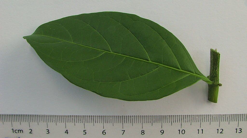 Solanum nudo 24