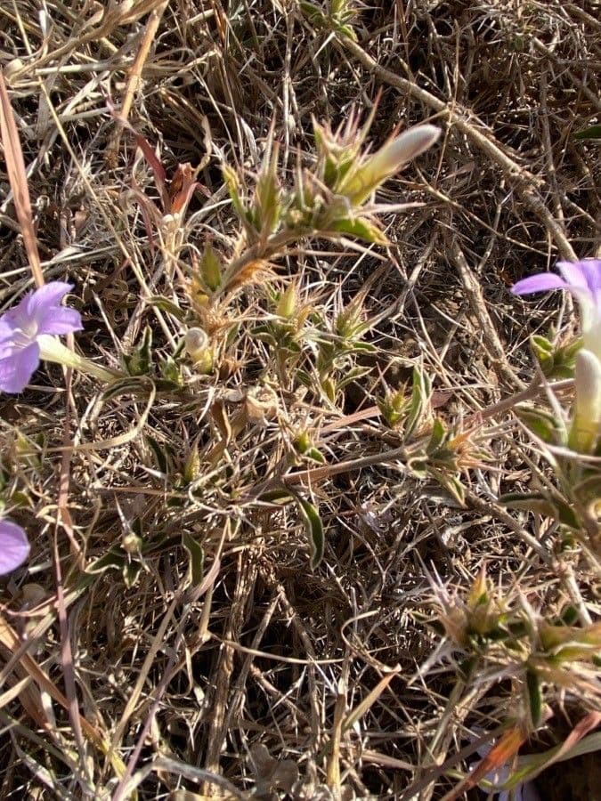 Barleria 12