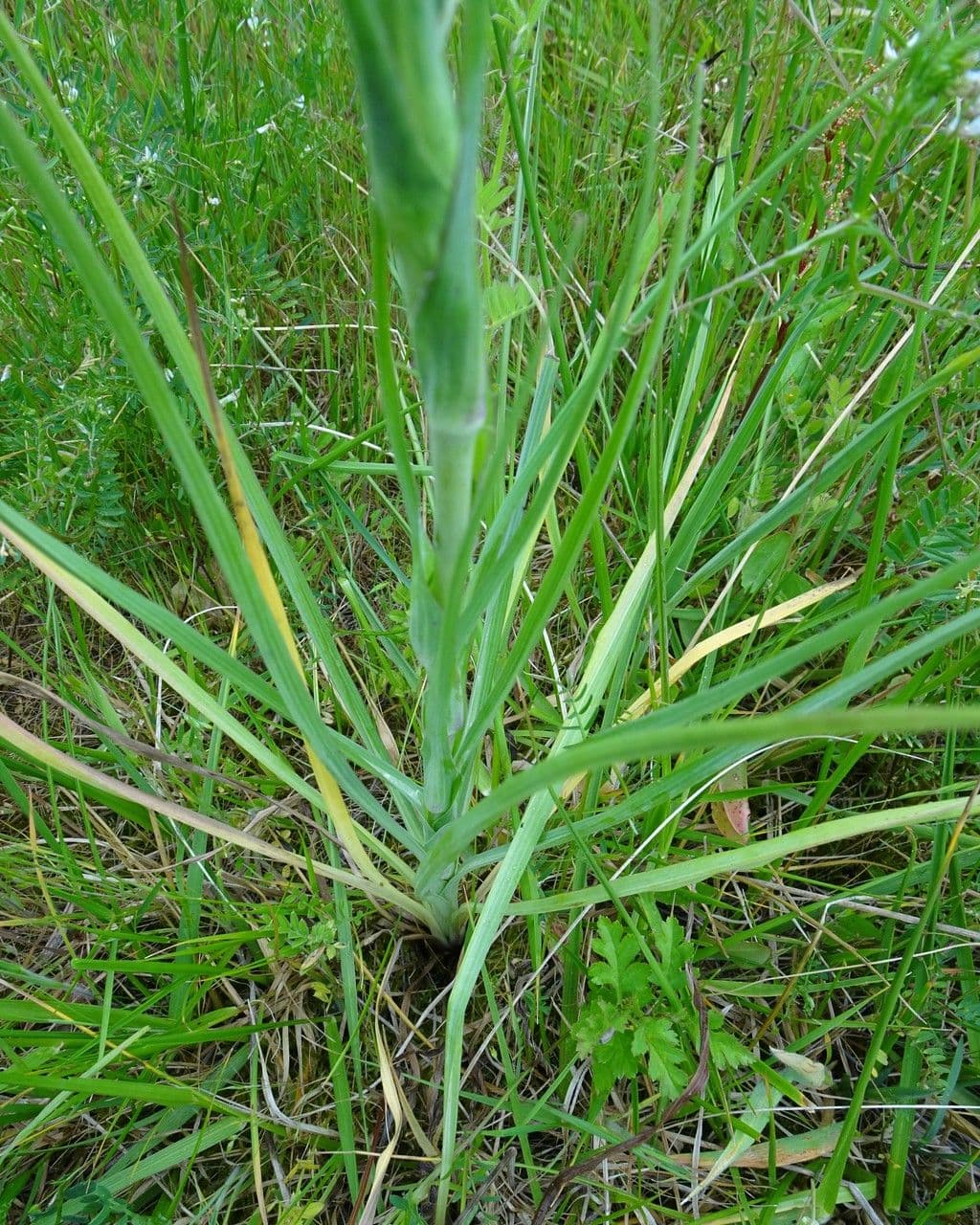 Wiesen-Bocksbart 17