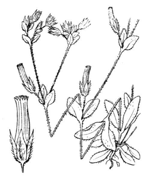Cerastium siculum 3